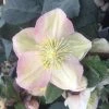 Garden Goods Direct Helleborus Shooting Star Perennials