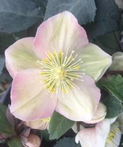 Garden Goods Direct Helleborus Shooting Star Perennials