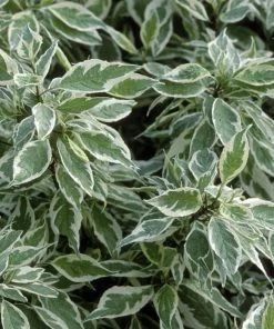 Garden Goods Direct Ivory Halo Dogwood