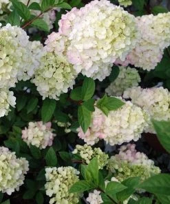 Garden Goods Direct First Editions® Strawberry Sundae® Hydrangea Shrubs