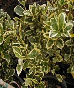 Garden Goods Direct Shrubs Silver King Euonymus