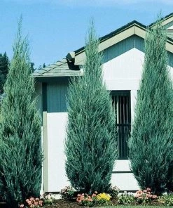 Garden Goods Direct Skyrocket Juniper