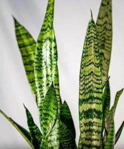 Garden Goods Direct House Plants Black Coral Snake Plant