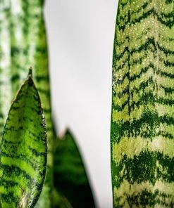 Garden Goods Direct House Plants Black Coral Snake Plant