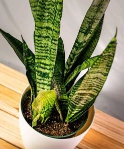 Garden Goods Direct House Plants Black Coral Snake Plant