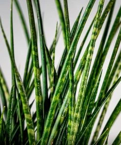 Garden Goods Direct Fernwood Mikado Snake Plants House Plants