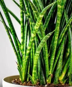 Garden Goods Direct Fernwood Mikado Snake Plants House Plants