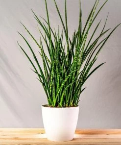Garden Goods Direct Fernwood Mikado Snake Plants House Plants