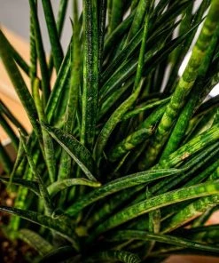 Garden Goods Direct Fernwood Mikado Snake Plants House Plants