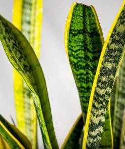 Garden Goods Direct Laurentii Snake Plant House Plants