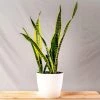 Garden Goods Direct Laurentii Snake Plant House Plants