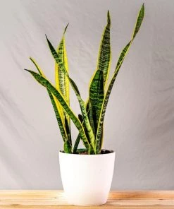 Garden Goods Direct Laurentii Snake Plant House Plants