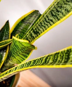 Garden Goods Direct Laurentii Snake Plant House Plants