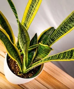 Garden Goods Direct Laurentii Snake Plant House Plants