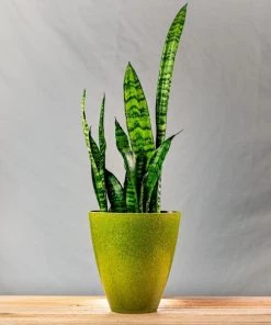 Garden Goods Direct Zeylanica Snake Plants House Plants