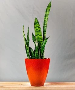 Garden Goods Direct Zeylanica Snake Plants House Plants