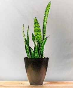 Garden Goods Direct Zeylanica Snake Plants House Plants