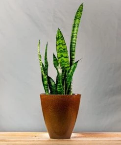 Garden Goods Direct Zeylanica Snake Plants House Plants