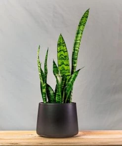 Garden Goods Direct Sophie' Tapered Ceramic Pot All Planters & Pottery