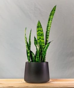 Garden Goods Direct Zeylanica Snake Plants House Plants