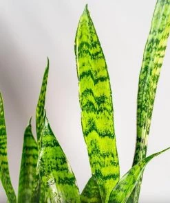 Garden Goods Direct Zeylanica Snake Plants House Plants