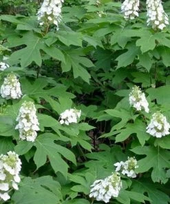 Garden Goods Direct Snow Queen Oakleaf Hydrangea
