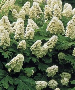 Garden Goods Direct Snow Queen Oakleaf Hydrangea