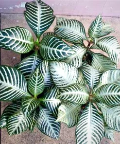 Garden Goods Direct Snow White Zebra Plants House Plants