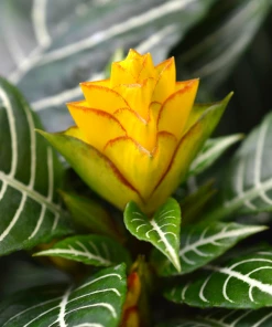 Garden Goods Direct Snow White Zebra Plants House Plants