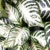 Garden Goods Direct Snow White Zebra Plants House Plants