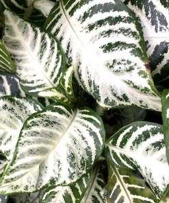 Garden Goods Direct Snow White Zebra Plants House Plants