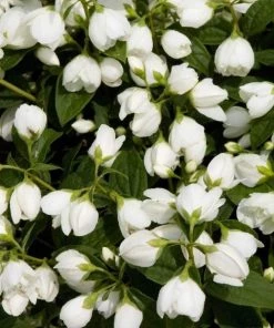 Garden Goods Direct Mock Orange Snowbelle
