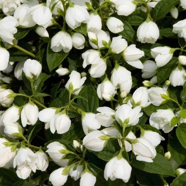 Garden Goods Direct Mock Orange Snowbelle 2 Garden Goods Direct Mock Orange Snowbelle