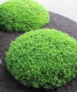 Garden Goods Direct Soft Touch Holly Shrub