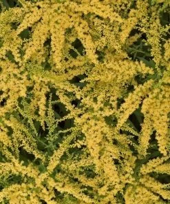 Garden Goods Direct Solidago Fireworks Perennials