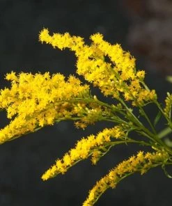 Garden Goods Direct Solidago Fireworks Perennials