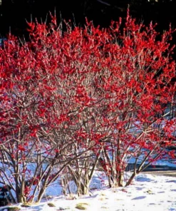 Garden Goods Direct Sparkleberry Winterberry