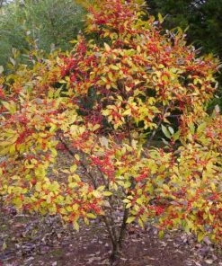 Garden Goods Direct Sparkleberry Winterberry