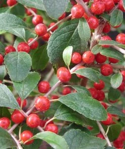 Garden Goods Direct Sparkleberry Winterberry