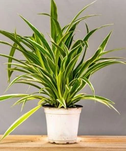 Garden Goods Direct Spider Plant 13 Garden Goods Direct Spider Plant