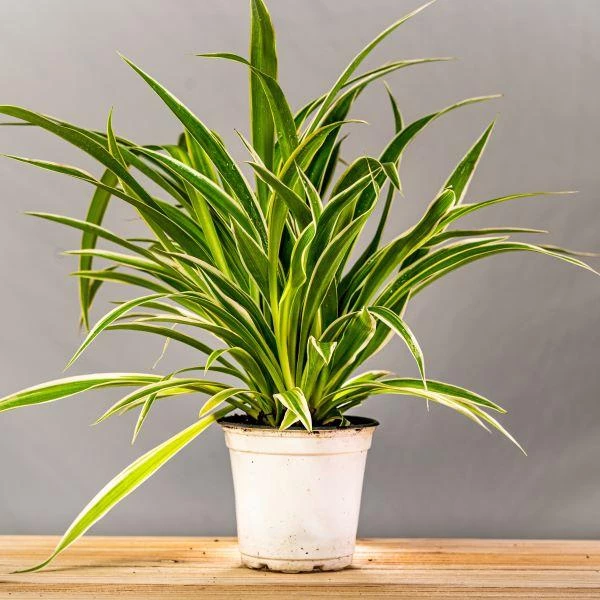 Garden Goods Direct Spider Plant 3 Garden Goods Direct Spider Plant