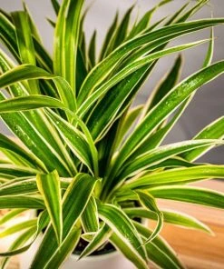 Garden Goods Direct Spider Plant