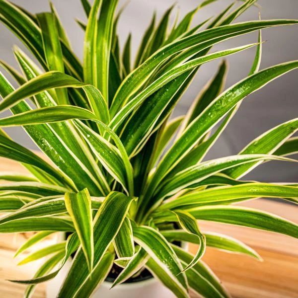Garden Goods Direct Spider Plant 1 Garden Goods Direct Spider Plant