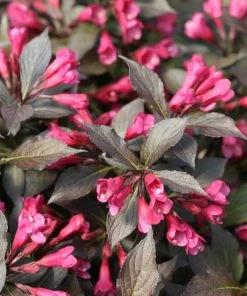 Garden Goods Direct Proven Winners® Color Choice® Spilled Wine® Weigela
