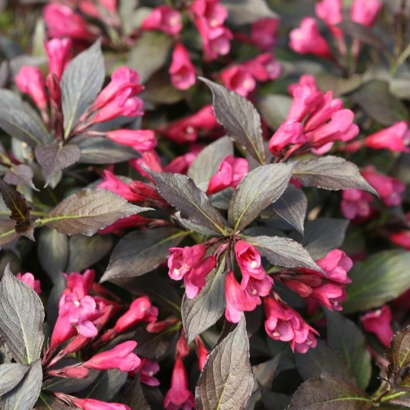 Garden Goods Direct Proven Winners® Color Choice® Spilled Wine® Weigela 2 Garden Goods Direct Proven Winners® Color Choice® Spilled Wine® Weigela