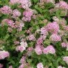 Garden Goods Direct Little Princess Spirea