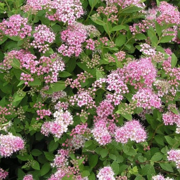 Garden Goods Direct Little Princess Spirea 1 Garden Goods Direct Little Princess Spirea