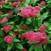 Garden Goods Direct Proven Winners® Color Choice® Double Play® Red Spirea