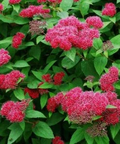 Garden Goods Direct Proven Winners® Color Choice® Double Play® Red Spirea
