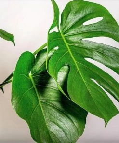 Garden Goods Direct Monstera Deliciosa (Split Leaf Philodendron)